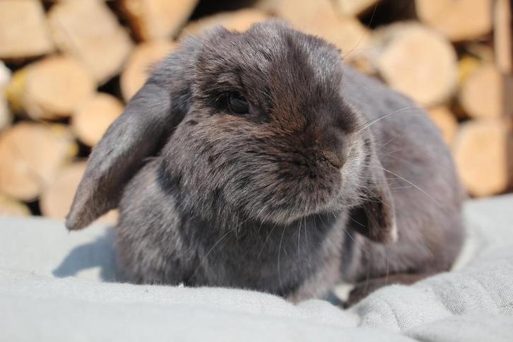 NHD voedster knuffelkonijn, Dieren en Toebehoren, Konijnen, Dwerg, Vrouwelijk, 0 tot 2 jaar, Hangoor