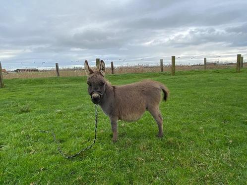 Miniatuur ezel veulens, Dieren en Toebehoren, Paarden, Hengst, Met stamboom, Gechipt, Ontwormd