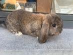 Minilop konijntje, Dieren en Toebehoren, Konijnen