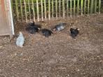 Cochin kriel kuikens, Dieren en Toebehoren, Pluimvee, Meerdere dieren, Kip