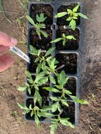 Paoline tomatenplantjes Wim Libaert, Ophalen