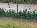Hagen, Tuin en Terras, Ophalen, Overige soorten, Haag, Minder dan 100 cm