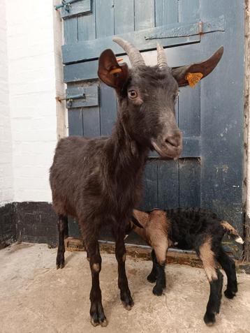 1-jarige geit met haar vrouwelijke baby beschikbaar voor biedingen