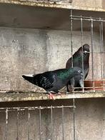 Pigeons iraniens, Animaux & Accessoires, Oiseaux | Pigeons