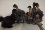 zijdehoen kuikens, Animaux & Accessoires, Volatiles, Sexe inconnu, Poule ou poulet