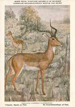 ZWARTHIELANTILOPE, Collections, Cartes postales | Animaux, Envoi, Non affranchie, Animal sauvage