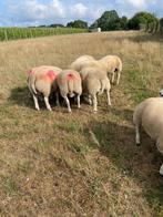 Zeer mooie rammen te koop, Dieren en Toebehoren, Schapen, Geiten en Varkens, Mannelijk, Schaap, 0 tot 2 jaar
