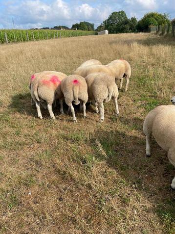 Zeer mooie rammen te koop, Mâle, Mouton, 0 à 2 ans