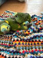 Blauwvoorhoofd amazones te koop, Dieren en Toebehoren, Vogels | Parkieten en Papegaaien