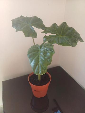 Alocasia portodora  beschikbaar voor biedingen