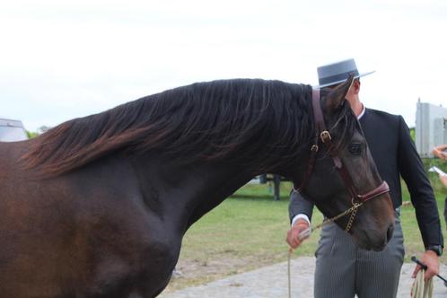 PRE hengst ter dekking - zoon van Poeta de Susaeta, Dieren en Toebehoren, Paarden en Pony's | Dekhengsten en Fokmerries, Hengst