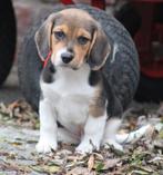 Beagle pups, België, Beagle, CDV (hondenziekte), 8 tot 15 weken