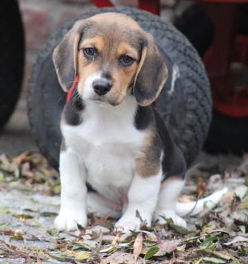 Beagle pups beschikbaar voor biedingen
