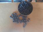 Zaden winterharde palmboom Trachycarpus fortunei, Tuin en Terras, Ophalen of Verzenden, Zaad