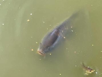 Karper 30 - 40 cm  - vermoedelijk spiegelkarper, Dieren en Toebehoren, Karper of Koi