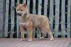 Prachtige shiba inu pups, Dieren en Toebehoren, Honden | Poolhonden, Keeshonden en Oertypen, België, Overige rassen, CDV (hondenziekte)