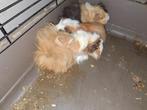 Cavia's, Dieren en Toebehoren, Knaagdieren, Meerdere dieren, Cavia, Tam