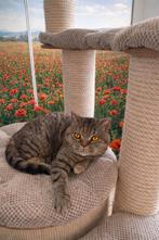 Brits korthaar, Dieren en Toebehoren, Poes, Gechipt