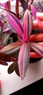 Tradescantia palida pink stripe, Maison & Meubles, Plantes d'intérieur, Enlèvement