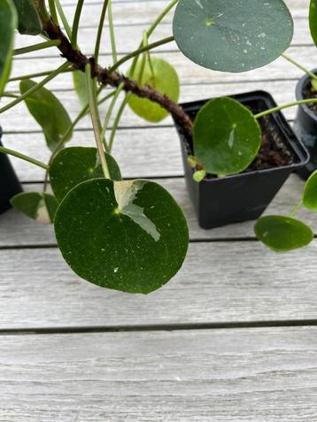 Pannenkoekenplant White splash variegata en sugar