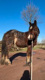 Belgisch trekpaard, Dieren en Toebehoren, Hengst, Gechipt, 0 tot 2 jaar