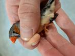 Timor zebravinken, Dieren en Toebehoren, Vogels | Overige Vogels, Geringd