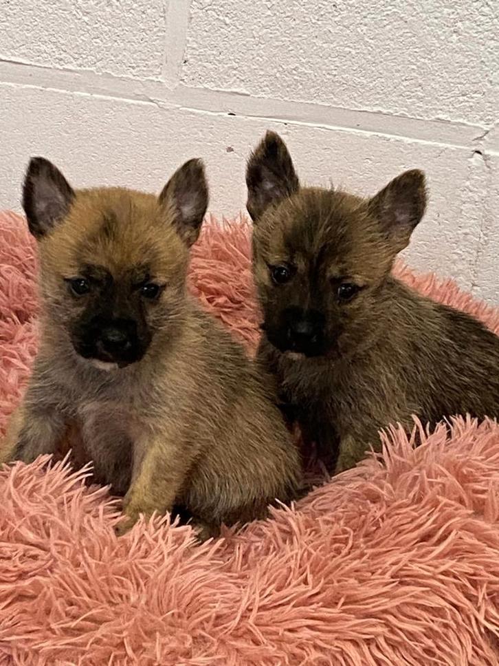 Cairn terrier pups, Dieren en Toebehoren, Honden | Jack Russells en Terriërs, Meerdere dieren, Overige rassen, Fokker | Professioneel