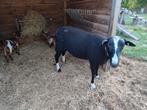 Zwartbles ram, Mannelijk, Schaap, 0 tot 2 jaar