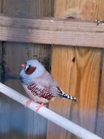 Zebravinken koppels, Dieren en Toebehoren, Vogels | Overige Vogels