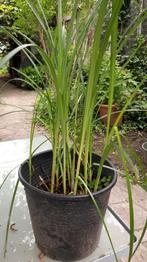 Iris jaune e8pièces, 12 plantes à oxygène dans un, Jardin & Terrasse, Étangs, Enlèvement, Neuf
