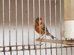 Rood agaat mozaïek kanaries - mannetjes, Dieren en Toebehoren, Vogels | Kanaries