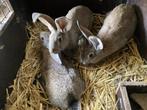 Nest jonge konijnen, Grand, Plusieurs animaux, 0 à 2 ans