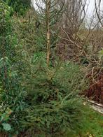 Kerstboom 270cm, Tuin en Terras, Planten | Bomen, Ophalen of Verzenden