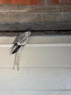 3 valkparkieten voor 50€, Enlèvement