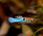 Endler guppy’s te koop, Dieren en Toebehoren, Vis, Zoetwatervis, Schoolvis