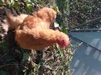 Cochin haan, Dieren en Toebehoren, Pluimvee, Mannelijk, Kip