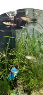 Endler guppies, Dieren en Toebehoren