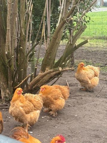 broedeieren cochin groothoen buff (reserveren) beschikbaar voor biedingen