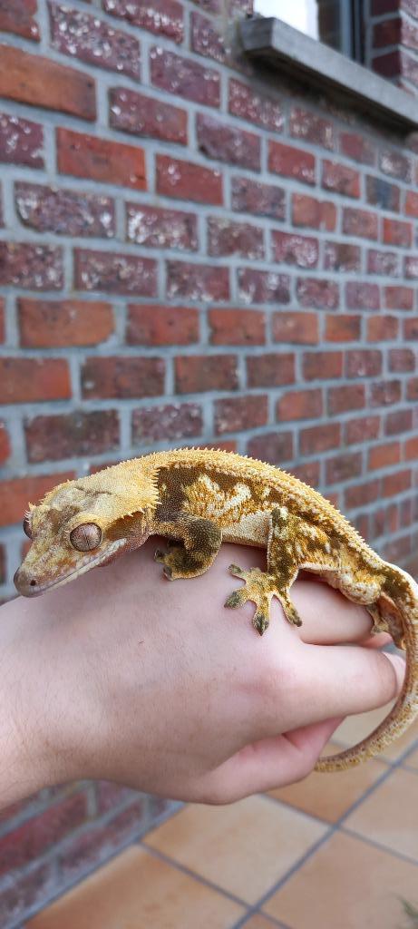 1.0 bewezen High White Tricolor Drippy wimpergekko man, Dieren en Toebehoren, Reptielen en Amfibieën, Hagedis, 3 tot 6 jaar, Tam