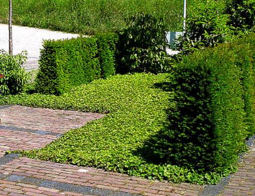 Waldsteinia ternata, Jardin & Terrasse, Plantes | Jardin, Plante fixe, Couvre-sol, Enlèvement