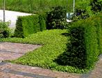 Waldsteinia ternata, Jardin & Terrasse, Plantes | Jardin, Enlèvement, Couvre-sol, Plante fixe