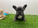 Chiots Bouledogue Français, Animaux & Accessoires, Chiens | Bouledogues, Pinschers & Molossoïdes, Hépatite contagieuse (maladie de Rubarth)