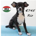 "type" Chihuahua, Lucky & Rio (reutjes) te koop, Dieren en Toebehoren, 15 weken tot 1 jaar, Buitenland, CDV (hondenziekte), Meerdere