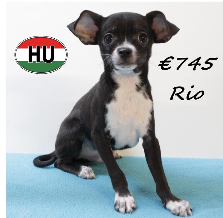 "type" Chihuahua, Lucky & Rio (reutjes) te koop, Dieren en Toebehoren, Honden | Chihuahua's en Gezelschapshonden, Reu, Chihuahua
