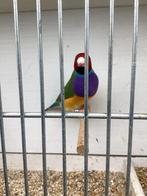 Gouldamandines mannen, Mannelijk, Tropenvogel