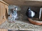 Kopel klaar voor kweken pakistan hoogvliger 50€ kopel, Animaux & Accessoires, Oiseaux | Pigeons