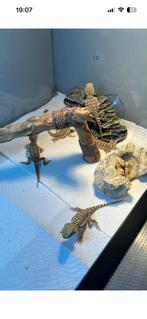 Pogona nain, Dieren en Toebehoren, Reptielen en Amfibieën, Hagedis, Tam, 0 tot 2 jaar