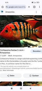 Jongen van 5 cm..7euro tstuk.(Worden 40 cm), Dieren en Toebehoren, Vissen | Aquariumvissen