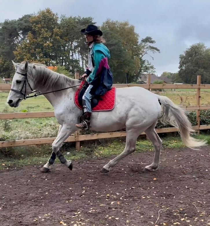 Halve stal aangeboden, Dieren en Toebehoren, Paarden