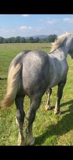 Percheron jaarling., Dieren en Toebehoren, Met stamboom, Minder dan 160 cm, 0 tot 2 jaar, Hengst